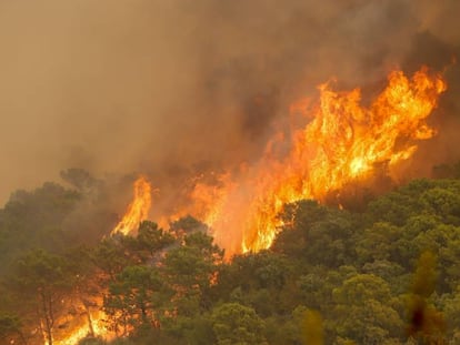 Incendio forestal de Sierra Bermeja, en Estepona (Málaga).