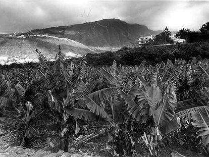 Plataneras en las Cañadas del Teide valle de la Orotava (Tenerife).