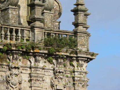 Vegetaci&oacute;n de las terrazas de la fachada del Obradoiro.