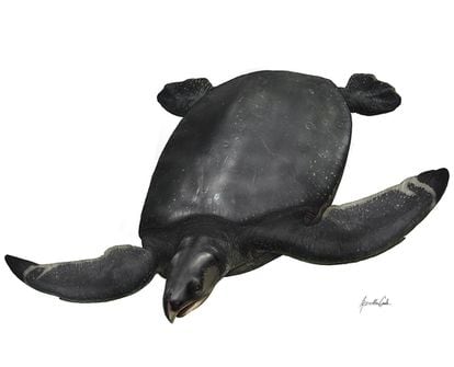 Recreación del aspecto de la tortuga marina gigante fósil descubierta en el Pirineo.
