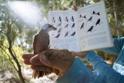 Alejandra Calvo de ProNatura sostiene un pájaro frente al libro que utiliza para identificarlo.  Se trata de un cardenillo juvenil, aún sin la cabeza amarilla que los caracteriza, que cayó en las redes de monitoreo de aves del sitio de restauración ambiental Miguel Alemán.