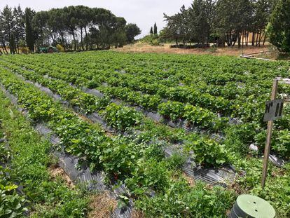 PLANTACIONES DE FRESAS EN MONJARAMA / CAPEL