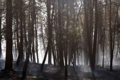 Otra de las zonas arrasadas. / G.T.