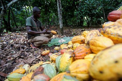 Un granjero trabaja en una plantación de cacao en Toumodi, Costa de Marfil, en octubre de 2018.