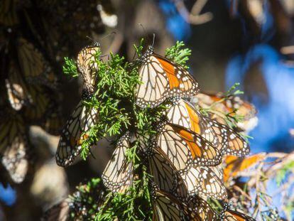Un grupo de mariposas monarcas, en Michoac&aacute;n.
