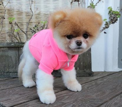 A la dueña de Boo le gusta vertirle con prendas de American Apparel, como esta camiseta rosa.