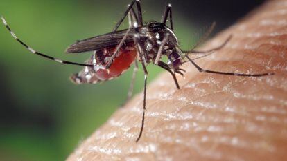 Un ejemplar de Aedes albopictus, conocido como mosquito tigre, sobre la piel de un humano.