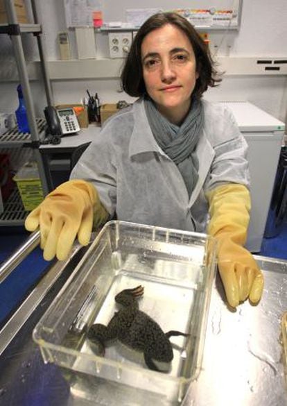 La científica Ana Losada, del CNIO, con una de sus ranas.