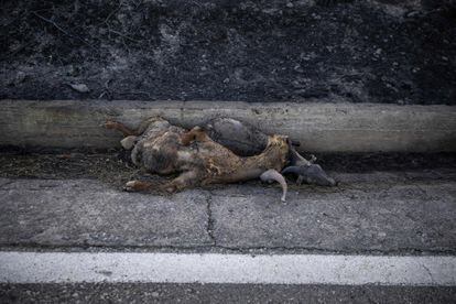 Los cadáveres de cabras carbonizadas yacen junto a una carretera tras un incendio, en la isla griega de Rodas.