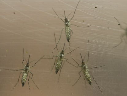 El mosquito Aedes aegypti, que transmite el zika.