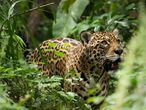 Un jaguar residente en el refugio de fauna salvaje Inti Wara Yassi, en Bolivia.