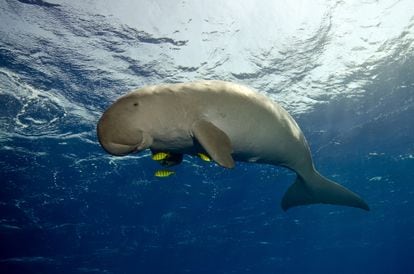 Un dugongo nada en el Mar Rojo. 