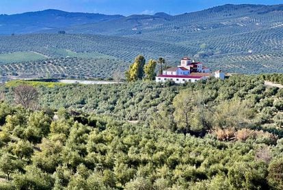 Un paisaje interminable de olivos envuelve a la vía verde del Aceite.