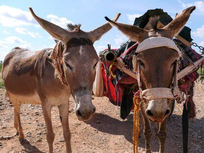 Dos de los burros de esta aldea etíope a los que vigilan los satélites.