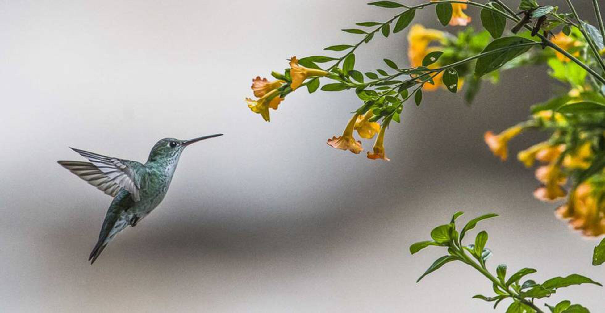 El Pajaro Que Ayuda A Las Plantas A Tener Sexo Planeta Futuro El Pais