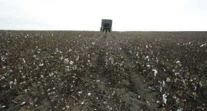 Una plantación de algodón en Lebrija (Sevilla).
