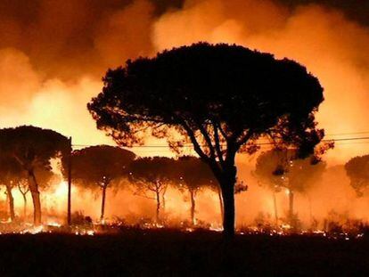 Incendio declarado en junio en el paraje La Peñuela de Moguer (Huelva) que entró en el Espacio Natural de Doñana.