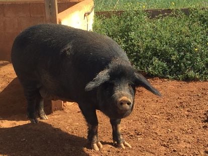 Historia de un cerdo: el “porc negre” ibicenco