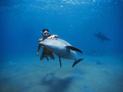 Una buceadora nada junto a un delfín en el mar Rojo.