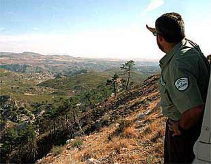 Aspecto de una de las zonas afectadas por el incendio de 1993, en la sierra de Huétor Santillán.