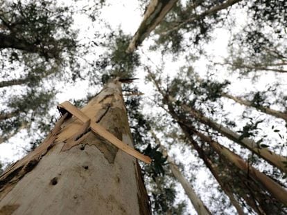 En Galicia, la venta de madera de eucalipto para la producción de celulosa es la principal fuente de ingresos de la población rural.