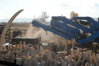 Estados Unidos destruye seis toneladas de marfil.