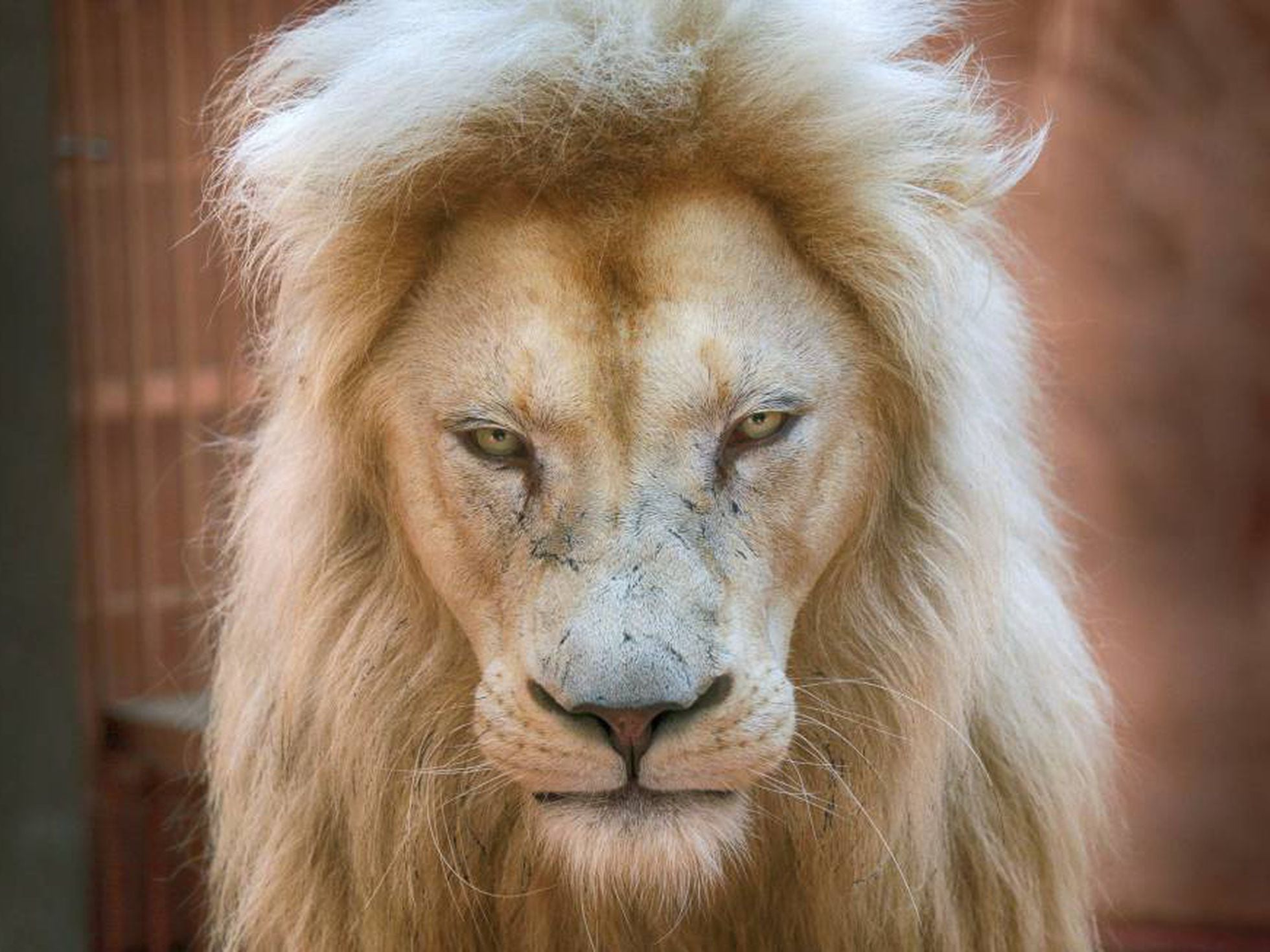 Peligro de extinción: El león albino | Opinión | EL PAÍS