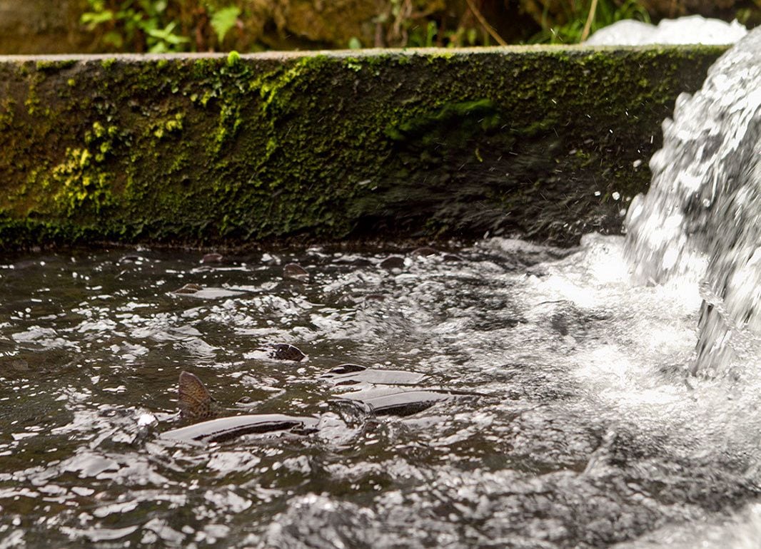 Ovapiscis: los huevos de trucha embrionados que dan la vuelta al mundo