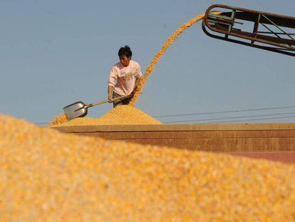Un granjero pone el maíz a secar al sol cerca de Shenyang, al noreste de China. 