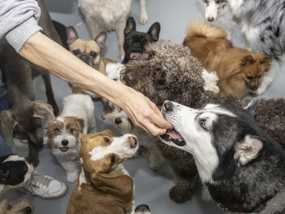Un grupo de perros en la guardería canina Wag Wag de Madrid.