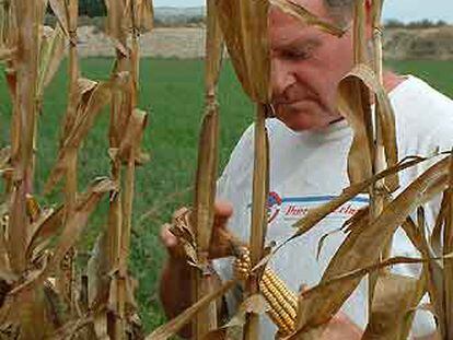El agricultor Antonio Mejoral, junto a unas plantas de maíz.
