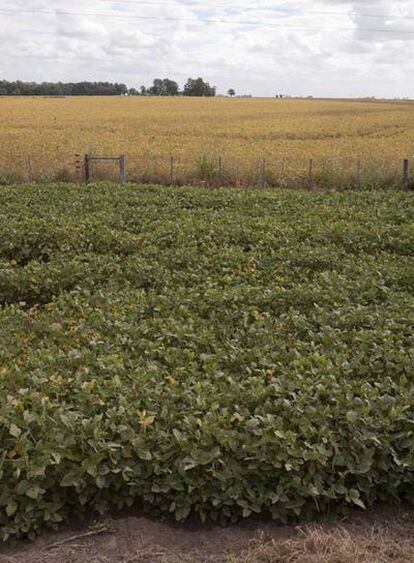 Plantación de soja a punto de ser cosechada en un campo de la provincia de Santa Fe (Argentina)