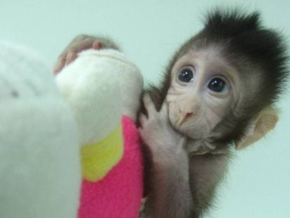 'Zhong Zhong' uno de los clones de macaco creados por los científicos chinos.