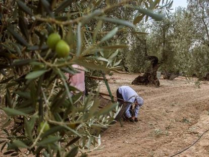 Jornaleros recogiendo aceituna en una finca de El Viso del Alcor (Sevilla). 