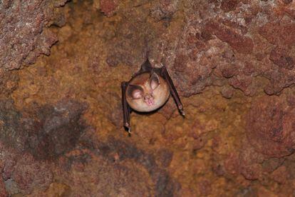Uno de los murciélagos frugívoros egipcios estudiados por el doctor Yovel. / GPS-Bat