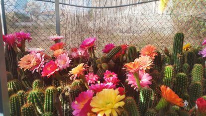 Algunos de los ejemplares de cactus de Loli Sanchís y otros miembros de ACYS, Asociación de Cactus y Suculentas.