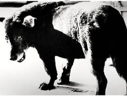'Misawa', el gos que Moriyama va fotografiar el 1971.