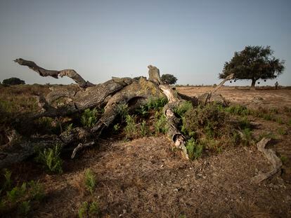 Un alcornoque, muerto en el parque nacional de Doñana, a finales de 2022.
