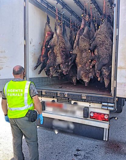 Agentes Rurales interceptan un camión frigorífico en la Garrotxa con especies comercializadas irregularmente.