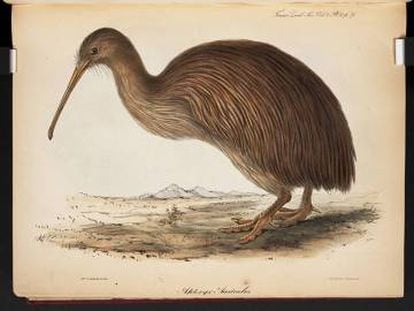 Una de las primeras ilustraciones de un kiwi.