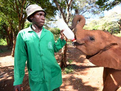 Un operario de Sheldrick Wildlife Elephants da el biberón a una cría de elefante.