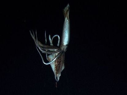 Fotograma del vídeo del calamar gigante grabado por CHK y Discovery.