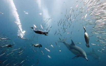 Cormoranes y delfines pescando en un banco de sardinas en Sud&aacute;frica.