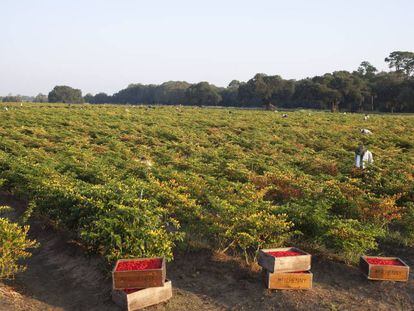 Plantaciones de chile en Avery Island (Luisiana) del grupo McIlhenny.