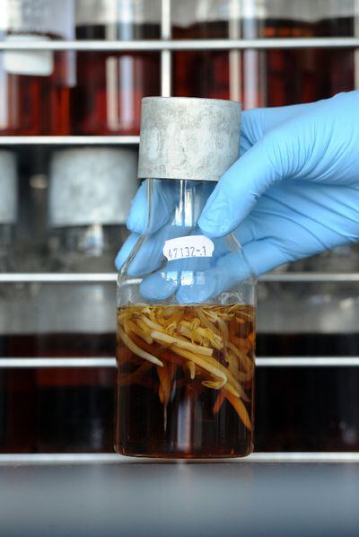 Un científico analiza brotes de soja en busca de la <i>E. coli</i>.