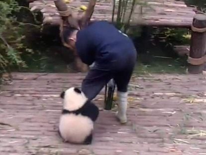 Qi Yi, la oso panda, con uno de sus cuidadores.