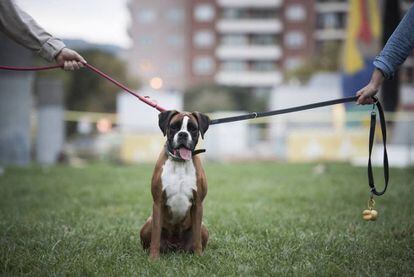 A couple pull the leashes of a boxer dog.