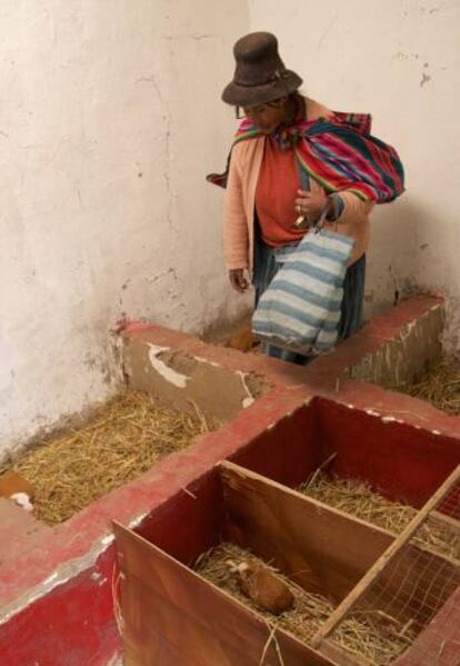 Pascuala Trujillo en el corral de cuyes que construyó con ayuda del programa de Acción Contra el Hambre en Ajoyani.