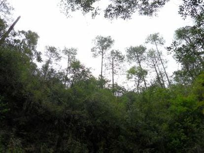 Un bosque en Oaxaca, M&eacute;xico.