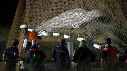El equipo de rescate observa la ballena tras ser extraida del Sena en Notre Dame de la-Garenne, al norte de Francia, este miércoles.